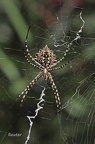 Radnetzspinne (Argiope lobata)